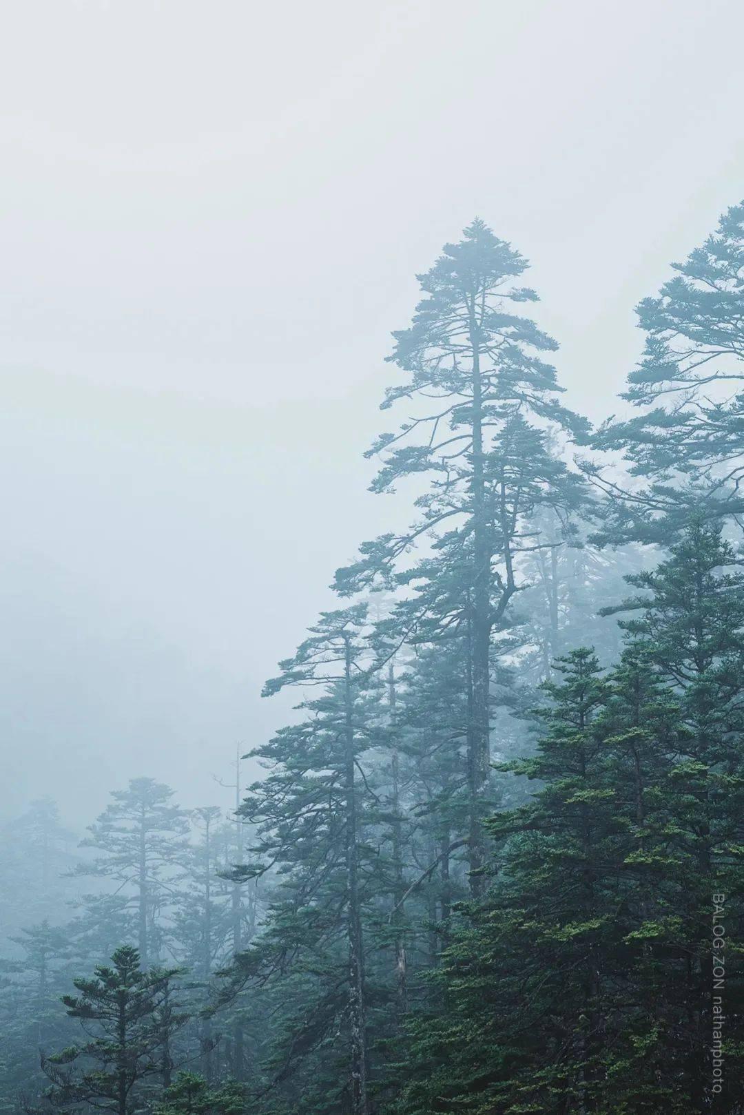 救援小袋熊